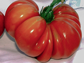 costoluto genovese heirloom tomato